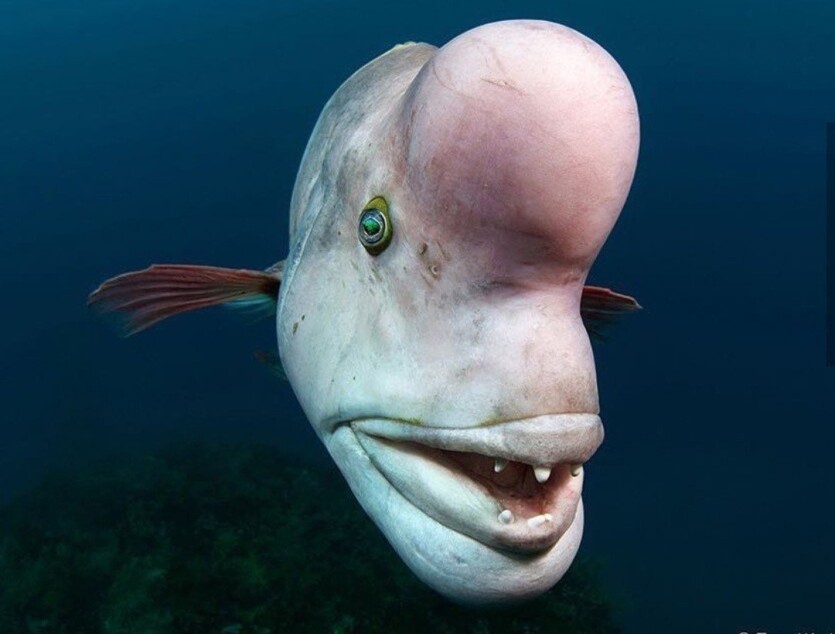 Риби розумніші, ніж ви вважаєте — вчені дізналися, як це з'ясувати