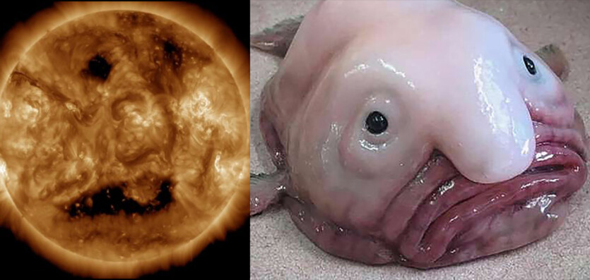 Сонце стало схожим на рибу-краплю з мема — корональна діра формує «обличчя» та сонячний вітер у бік Землі