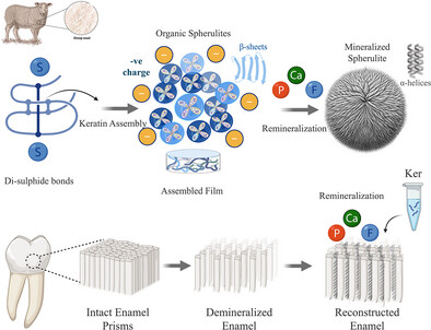 Зубна паста з волосся та нігтів працює краще за фтор, &mdash; дослідження