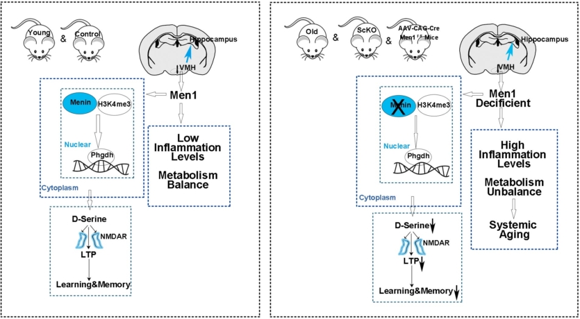 Вчені відкрили драйвер старіння, котрий можна обернути