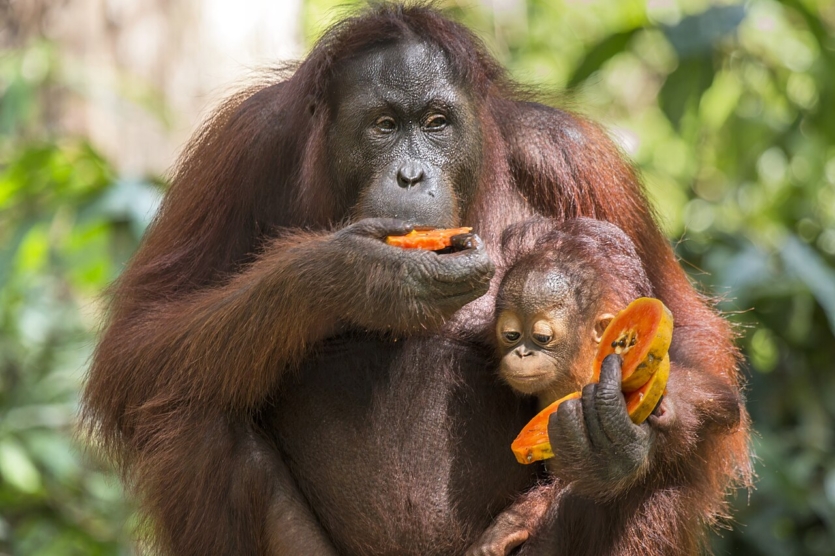 Популярні у США будинки на колесах зроблені зі знищеного лісу орангутанів, що зникають, &mdash; розслідування