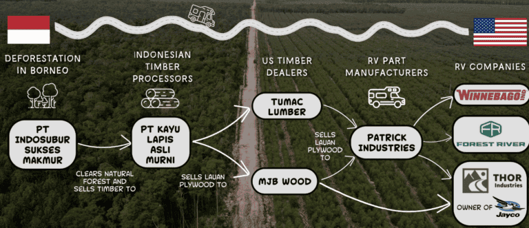 Популярні у США будинки на колесах зроблені зі знищеного лісу орангутанів, що зникають, &mdash; розслідування