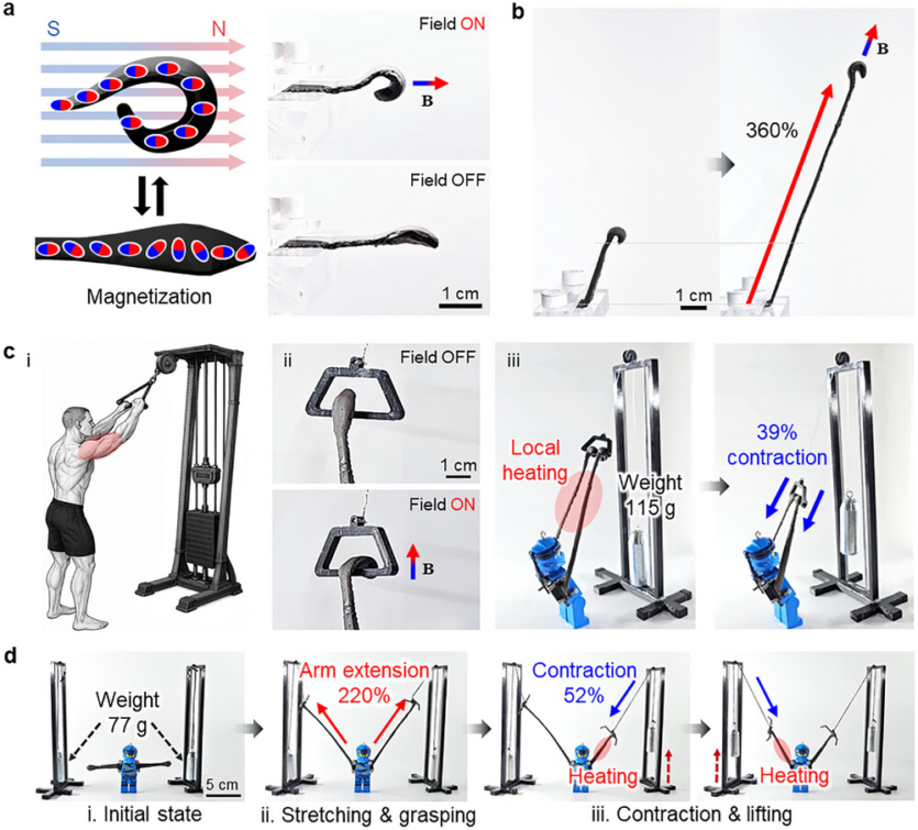 Штучні м’язи стають твердими або м’якими, мають переваги обох типів та підіймають x4000 власної ваги