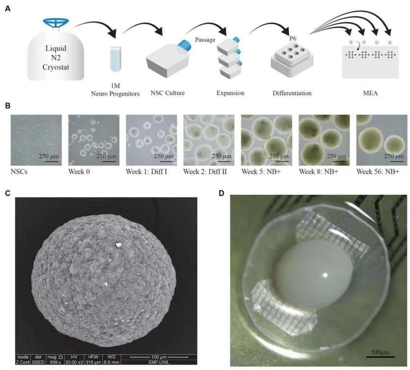 Комп'ютери з людського мозку та рідке ПЗ: журналісти відвідали біолабораторію