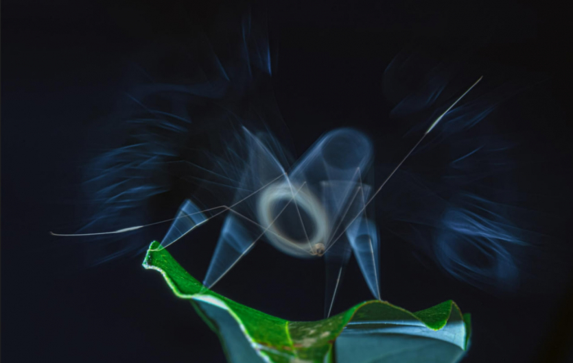 Переможці Nature inFocus: цей шимпанзе запрошує відпочити та подивитися фото тварин