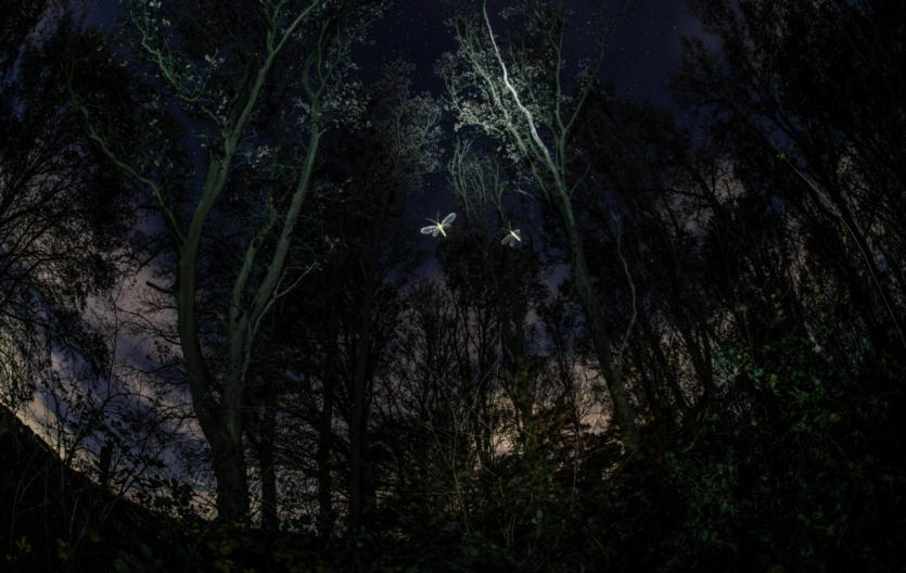 Переможці Nature inFocus: цей шимпанзе запрошує відпочити та подивитися фото тварин