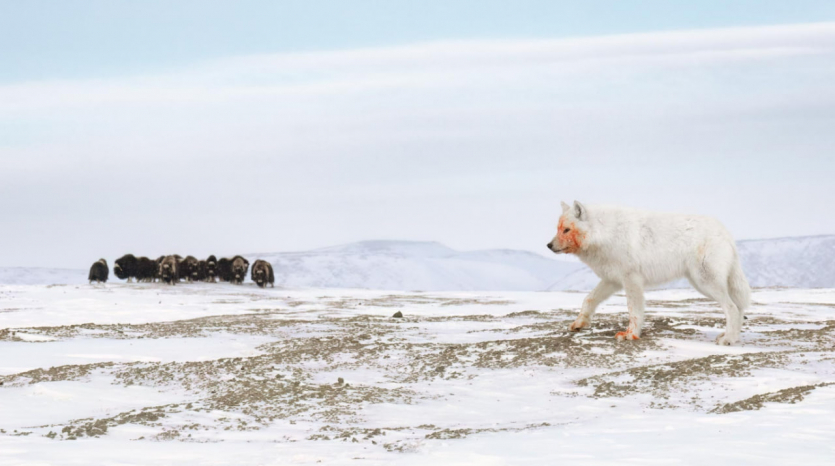 Переможці Nature inFocus: цей шимпанзе запрошує відпочити та подивитися фото тварин