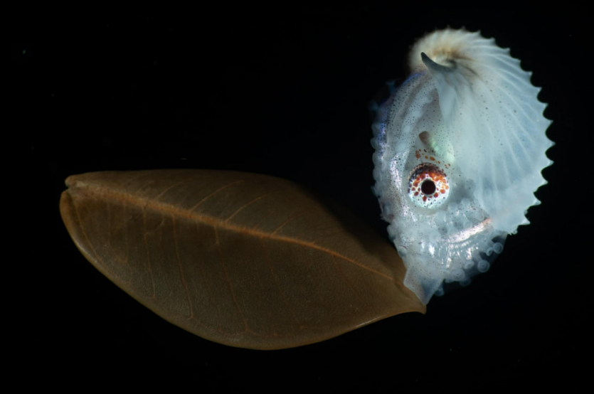 Переможці Nature inFocus: цей шимпанзе запрошує відпочити та подивитися фото тварин