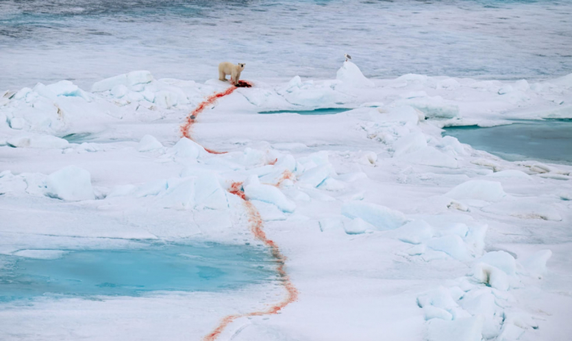 Переможці Nature inFocus: цей шимпанзе запрошує відпочити та подивитися фото тварин
