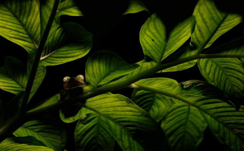 Переможці Nature inFocus: цей шимпанзе запрошує відпочити та подивитися фото тварин