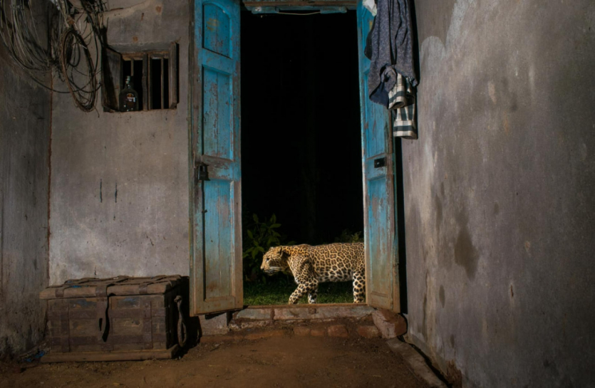 Переможці Nature inFocus: цей шимпанзе запрошує відпочити та подивитися фото тварин