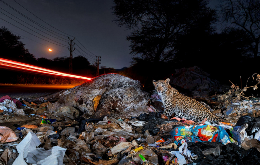 Переможці Nature inFocus: цей шимпанзе запрошує відпочити та подивитися фото тварин