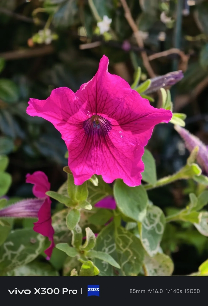 Перші фото з камери Samsung Galaxy S26 Ultra проти iPhone 17 Pro та Vivo X300 Pro: який смартфон знімає краще?