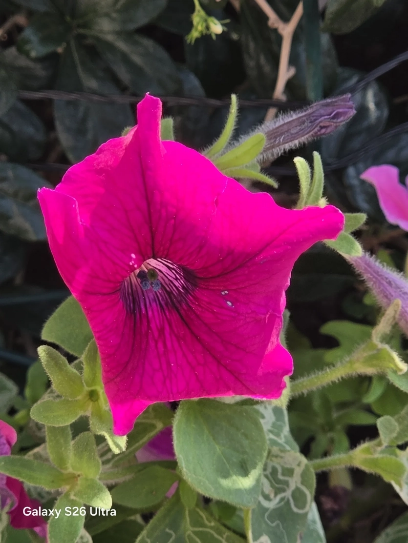 Перші фото з камери Samsung Galaxy S26 Ultra проти iPhone 17 Pro та Vivo X300 Pro: який смартфон знімає краще?