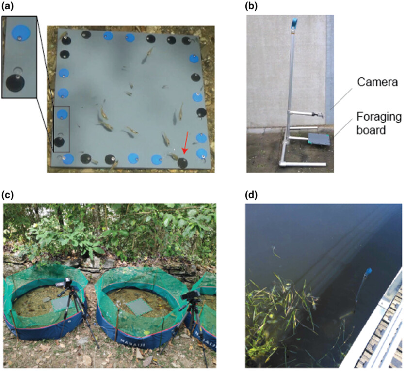 Риби розумніші, ніж ви вважаєте — вчені дізналися, як це з'ясувати